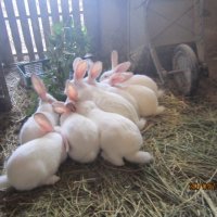 зайци и патeшки яйца, снимка 1 - Патици и гъски - 42446270