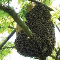 Продавам пчелни семейства в тръвни, снимка 3 - За пчели - 39102678