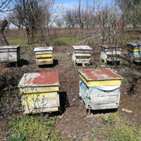 Продава пчелни кпшери, снимка 4 - Други животни - 36329469