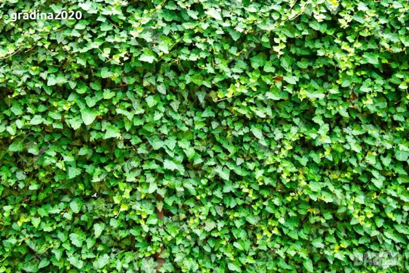 Бръшлян - Хедера обикновен (Hedera), снимка 1