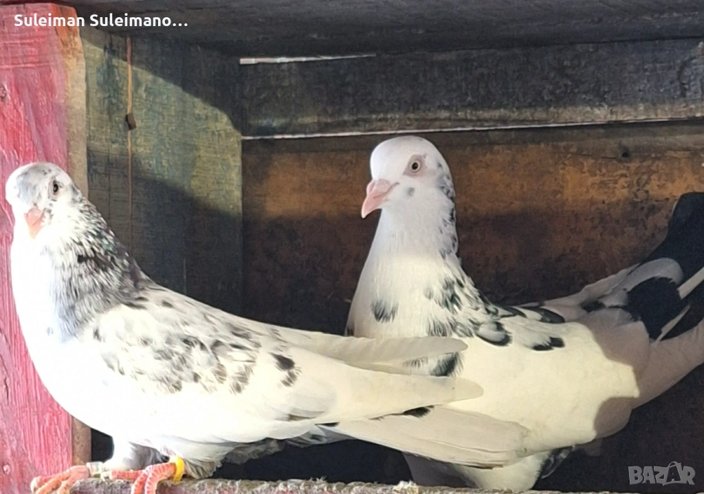 Въртеливи саксани 15 евро двойката, снимка 1