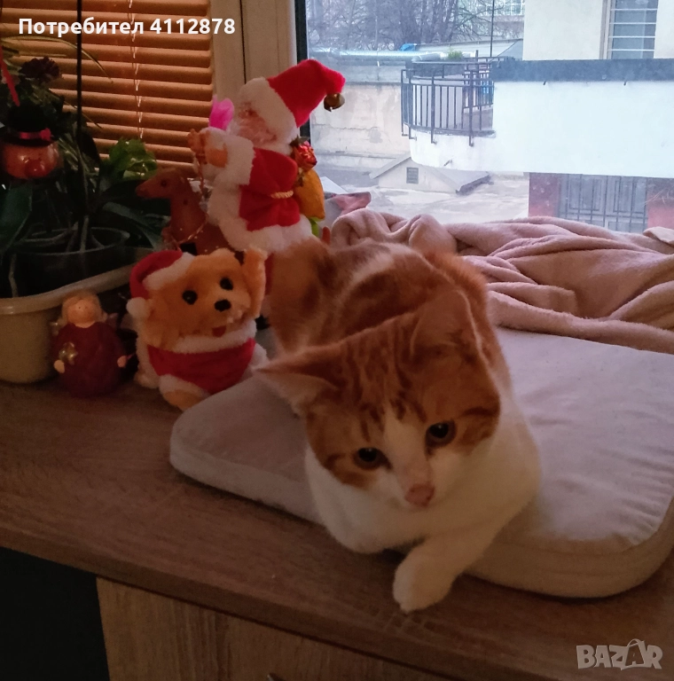 Домашно коте, мъжко 6м., с породисти родители, снимка 1