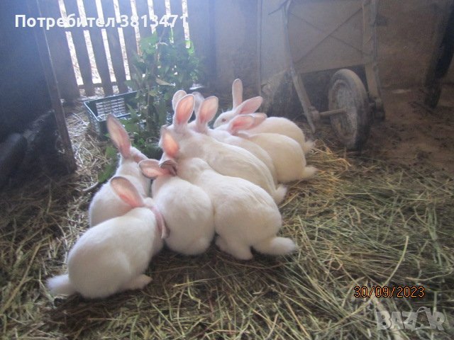 зайци и патeшки яйца, снимка 1