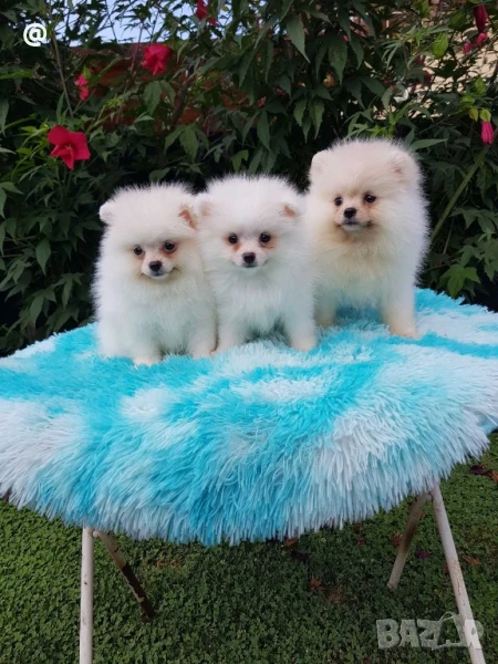 Померан померанчета Гр. София, снимка 1