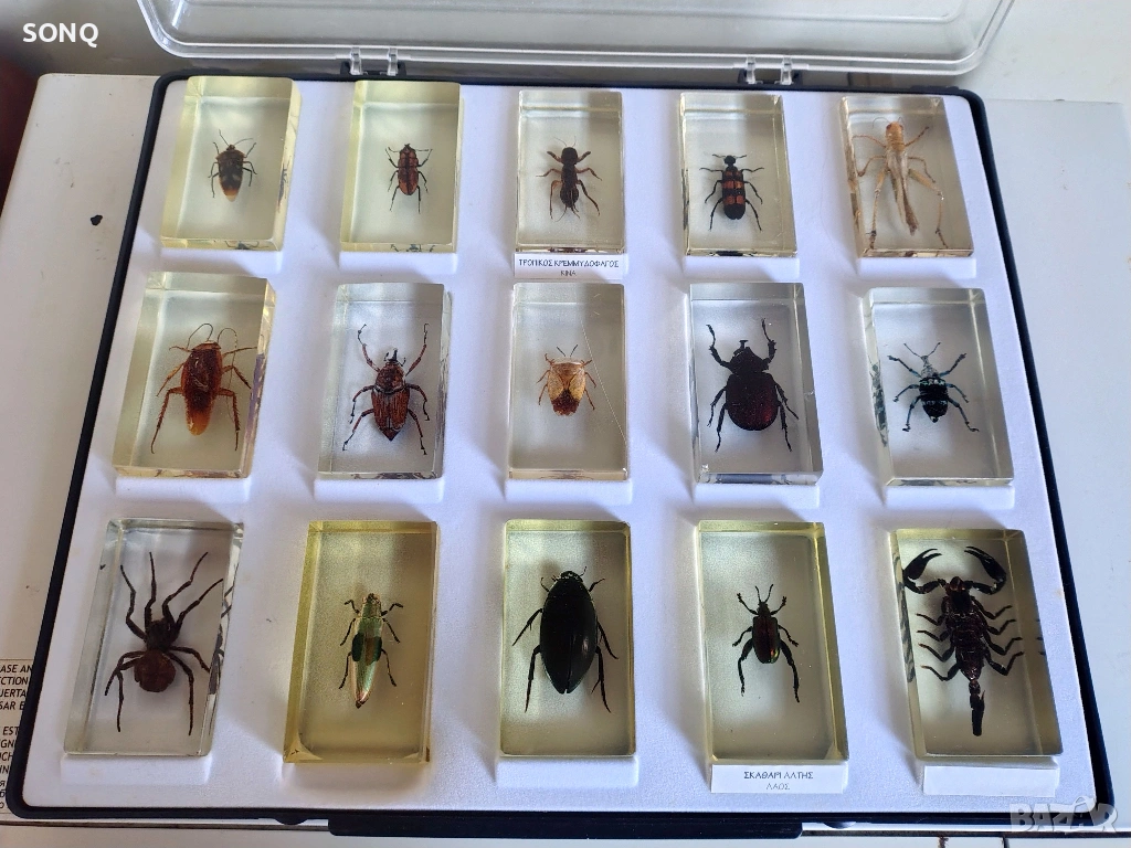 Страхотна Колекция Хербарий От Буболечки,Насекоми №2, снимка 1