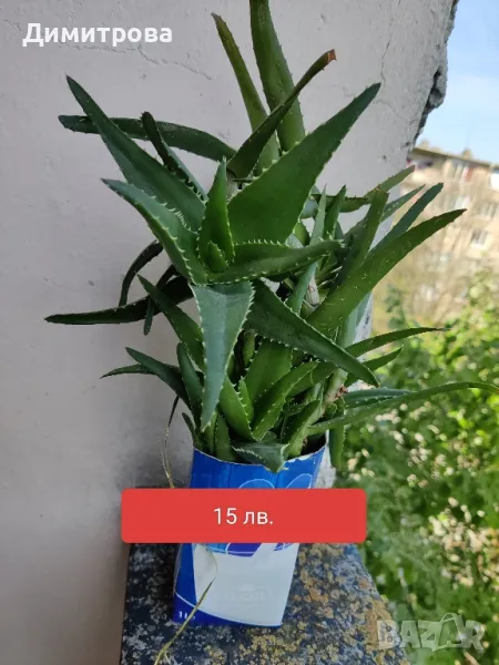 Алое, снимка 1