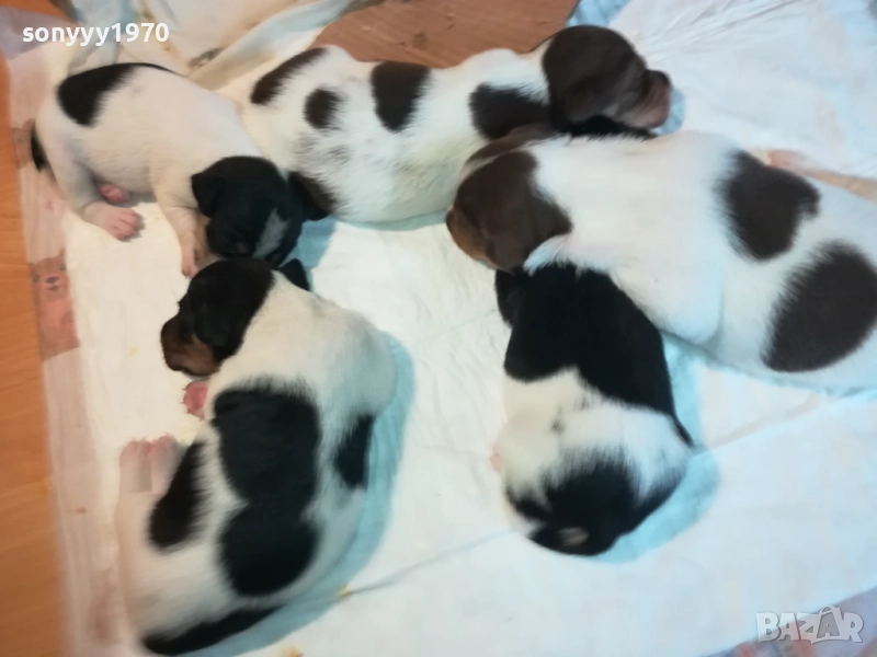 ДЖАК РЪСЕЛ БЕБЕТА-УНИКАЛНИ СЛАДУРИ 250ЛВ ЗА ЕДНО, снимка 1