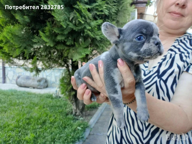 Френски бълдочета, снимка 1