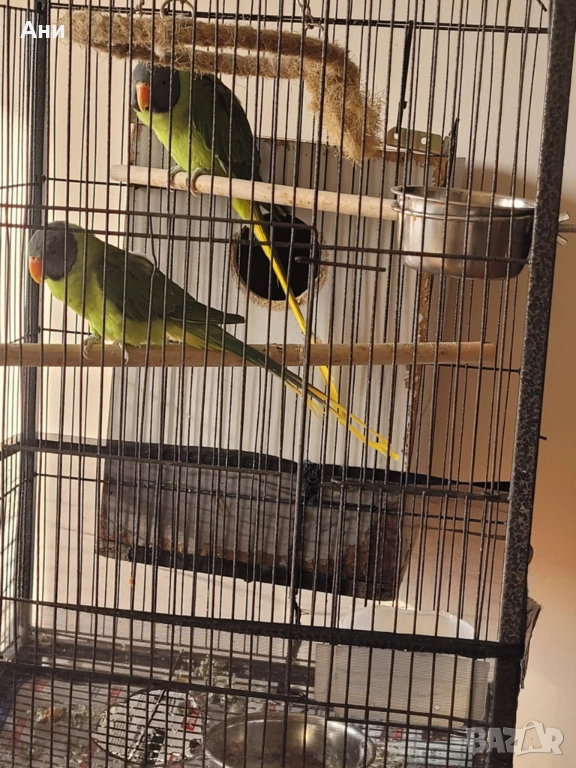 Папагали черноглав александър, снимка 1