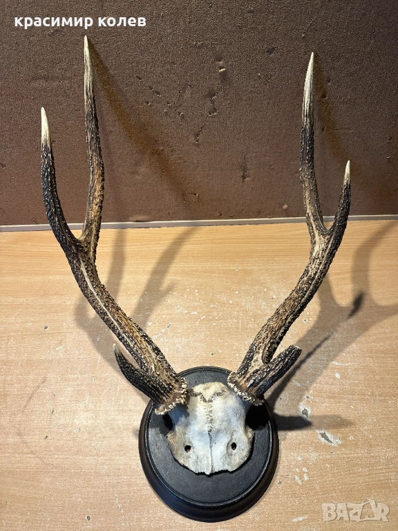 ловен трофей /рога/47 см., снимка 1