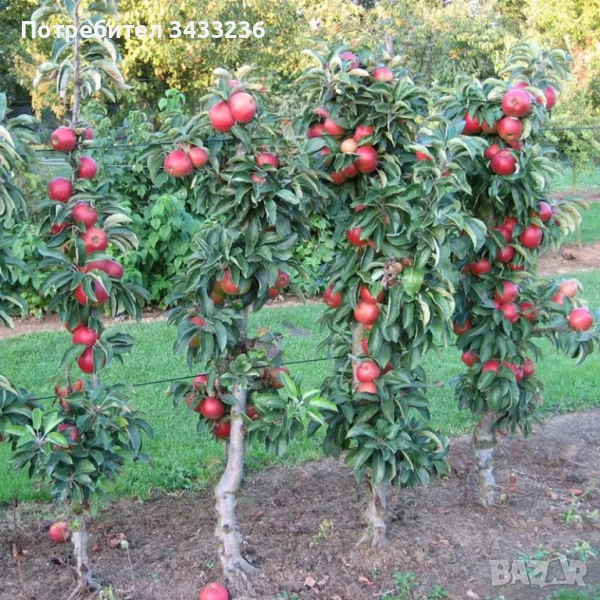 Мини и колонни овощни дръвчета , снимка 1