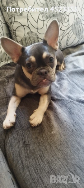 Мини френски булдог, снимка 1