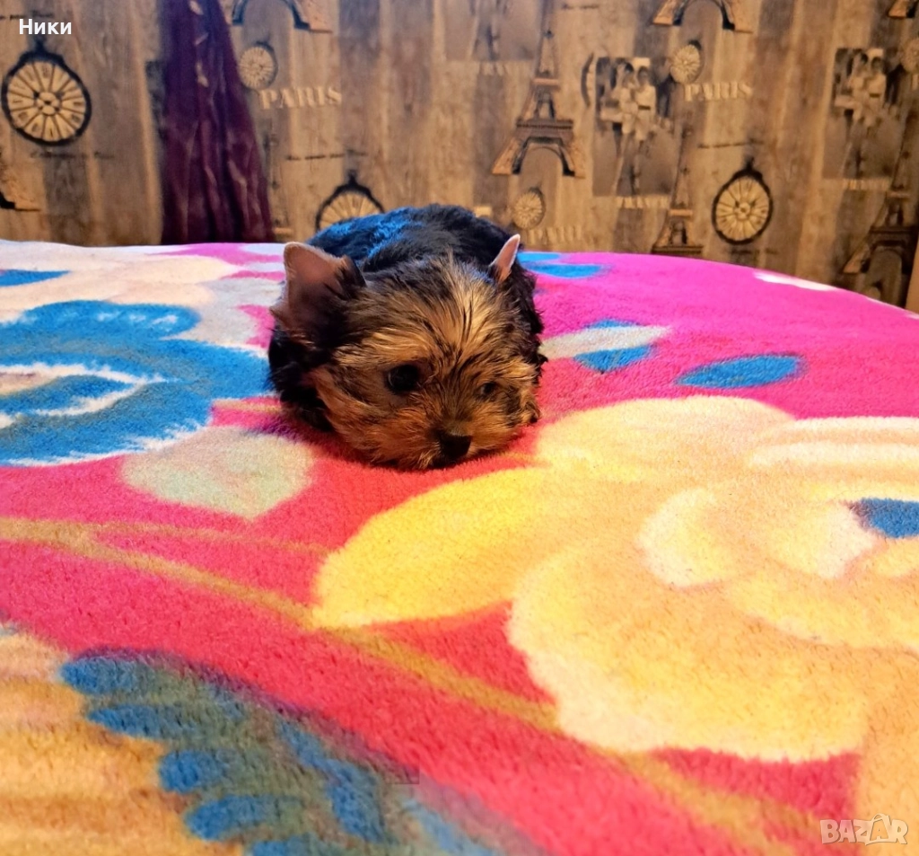 Мини йоркширско териерче, снимка 1