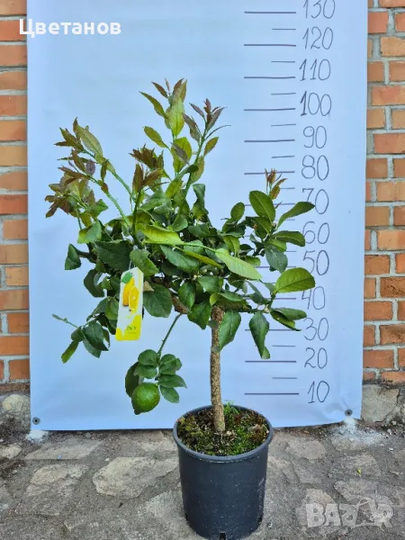 ЛИМОНОВО ДРЪВЧЕ - ЛИМОН, снимка 1