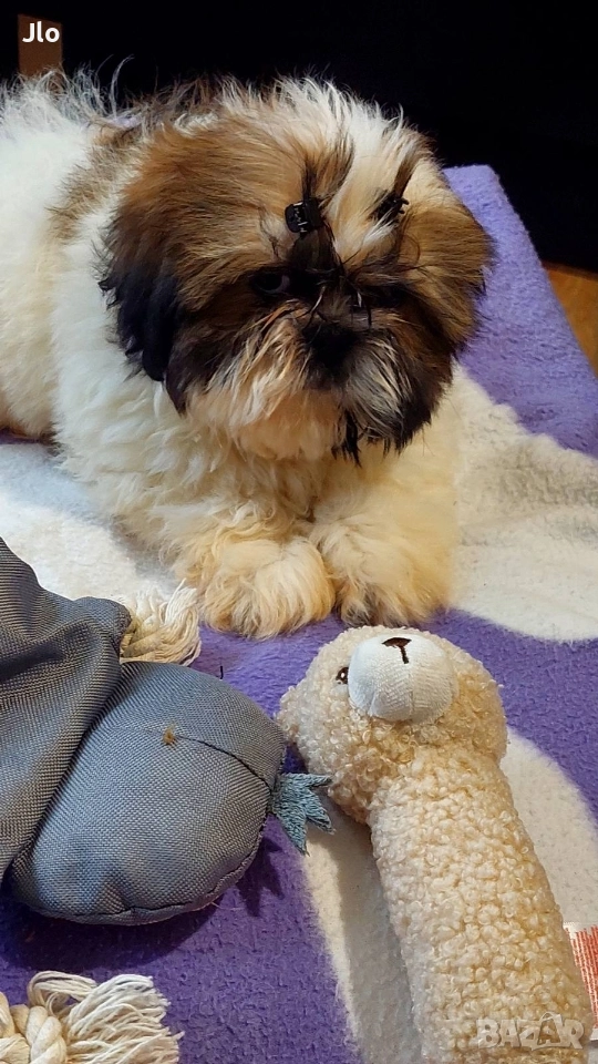 Прекрастно Шитцу , снимка 1