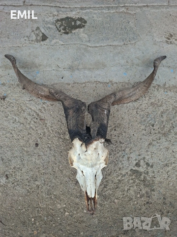 Рога Трофей череп от козел пръч, снимка 9 - Антикварни и старинни предмети - 53481989