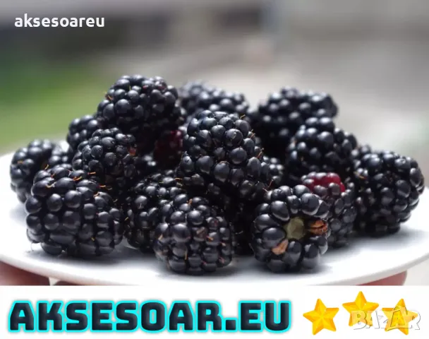 Висококачествени нови семена от хранителна Къпина без бодли Rubus rusticanus 50+ семена антиоксидант, снимка 9 - Сортови семена и луковици - 49257573