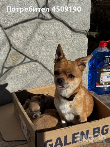 Бебета чихупинчери , снимка 4 - Чихуахуа - 52735566