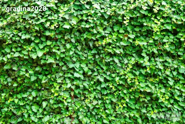 Бръшлян - Хедера обикновен (Hedera)