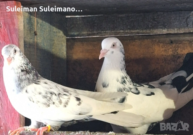 Въртеливи саксани 15 евро двойката