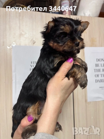 Женско йорки , снимка 3 - Йоркширски териер - 53797849