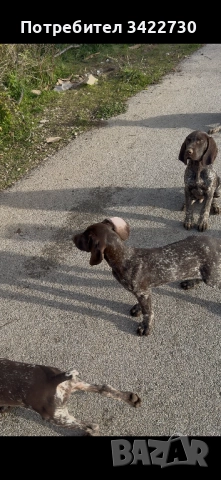 курцхаар и дратхар, снимка 3 - Курцхаар - 52837708