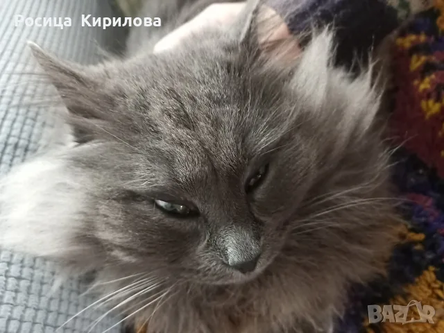 порода Нибелунг
