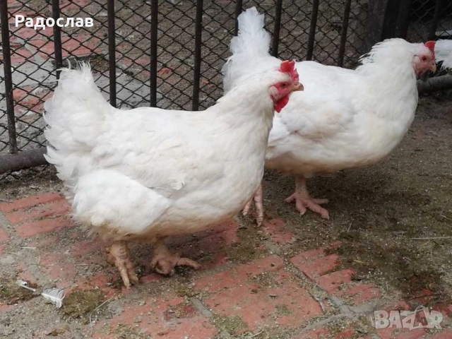 Бройлери кокошки,петли , яйца, носачки,ярки,пилета