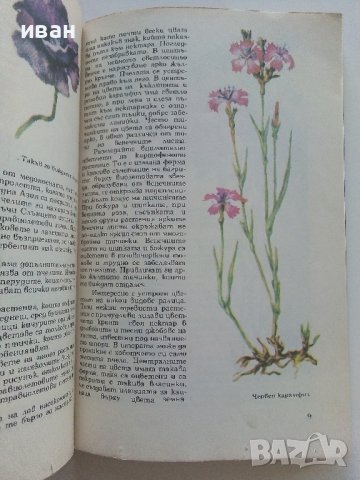 Чудният свят на растенията - Г.А.Денисова - 1975г. , снимка 3 - Други - 42235606
