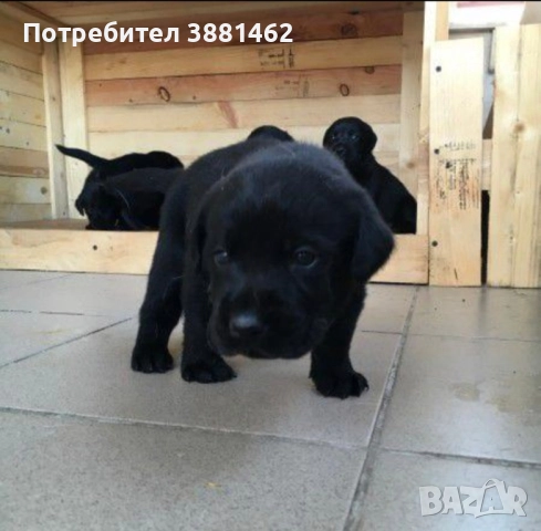 чистокръвни Лабрадор ретривъри, снимка 3 - Лабрадор ретривър - 52872646
