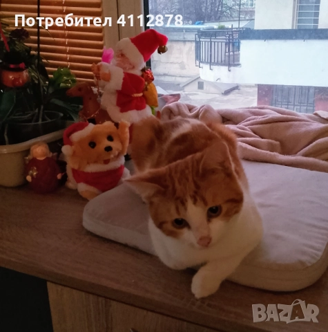 Домашно коте, мъжко 6м., с породисти родители