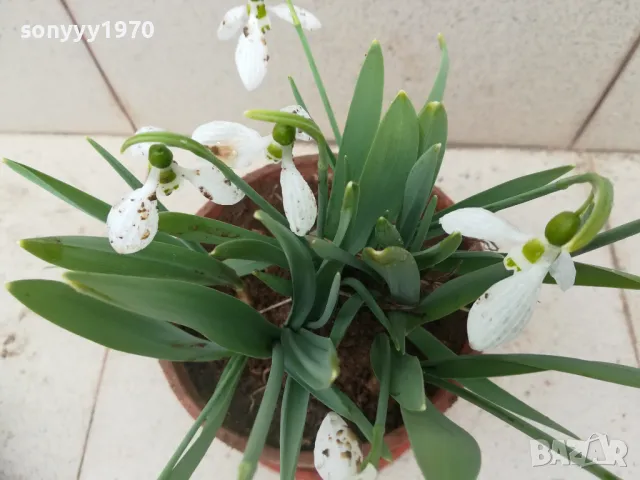 КОКИЧЕТА 0103251719, снимка 8 - Градински цветя и растения - 49326738