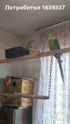  Работещ чифт малък Александър , снимка 4 - Папагали - 50361925