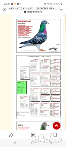 Спортни гълъби , снимка 12 - Гълъби - 49739422