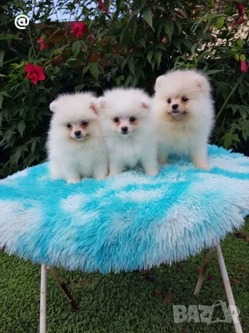 Померан померанчета Гр. София, снимка 1