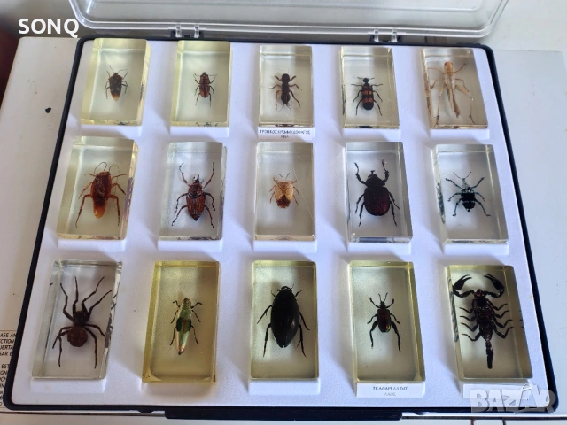 Страхотна Колекция Хербарий От Буболечки,Насекоми №2