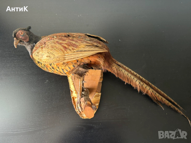 Препариран Фазан 