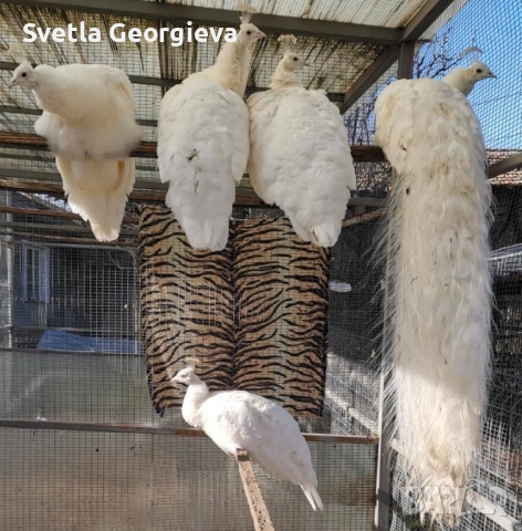 Едногодишни пауни, снимка 2 - други­ - 53754121