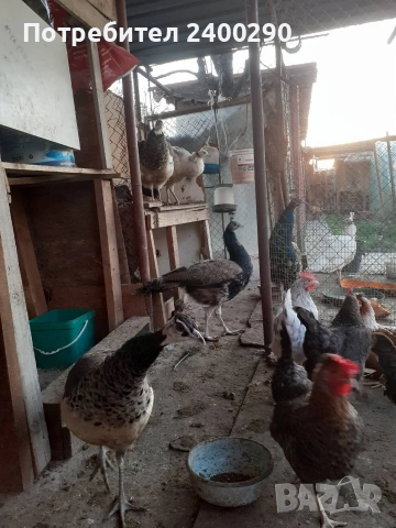 Пауни , снимка 2 - други­ - 53813501