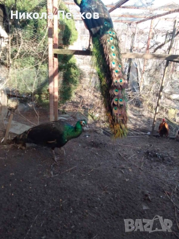 Пауни зелени, снимка 3 - други­ - 53653777