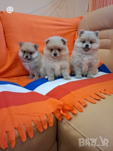 Померан померанчета Гр. София, снимка 4 - Померан - 52597069