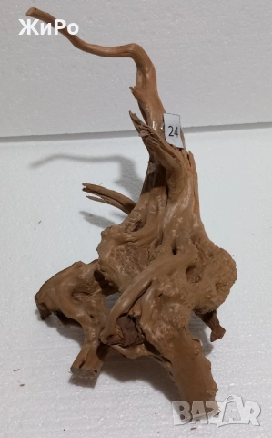 Корен от Азалия /декорация/ 24, снимка 2 - Други - 48936506