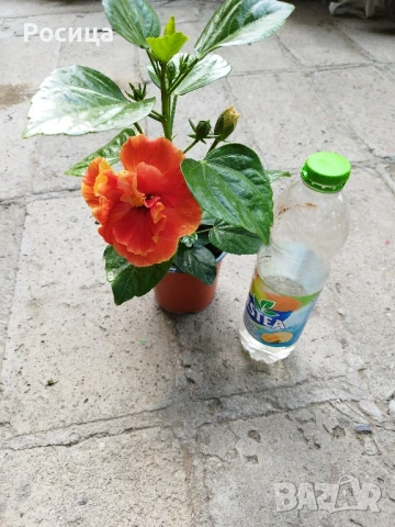 китайска роза, снимка 4 - Стайни растения - 49911391