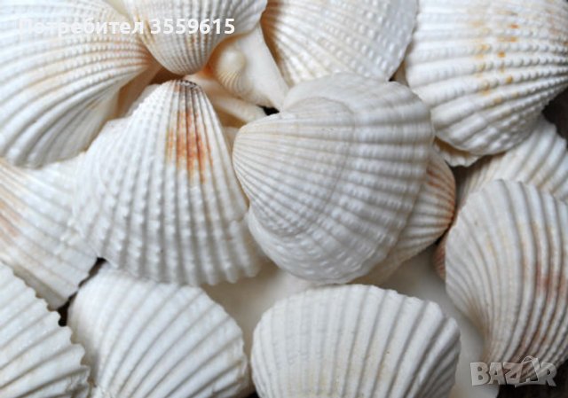 бели морски миди от Португалия, снимка 1