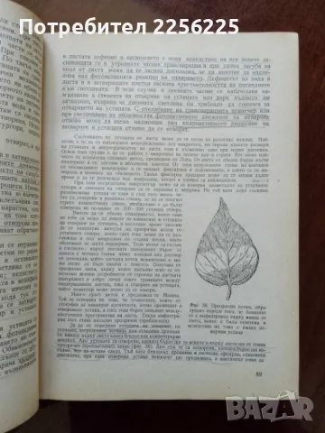 Кратък курс по физиология на растенията , снимка 6 - Специализирана литература - 50065009