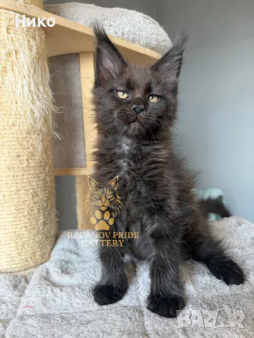 Мейн кун котенца / Мейн куун котенца / Maine coon kittens