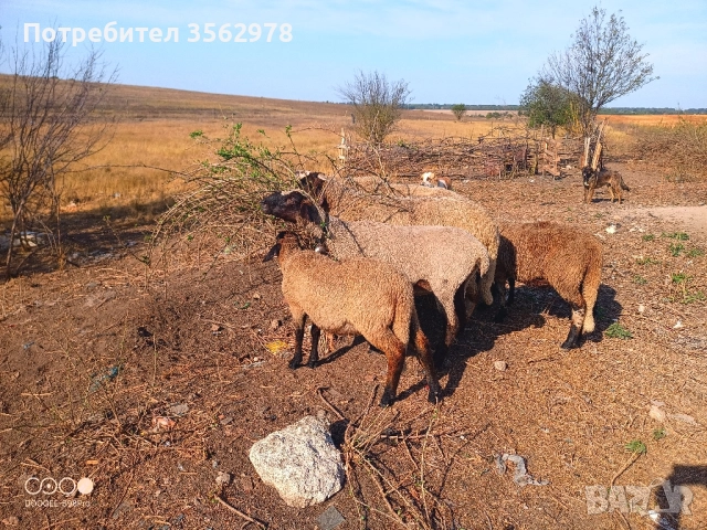 шилета, снимка 8 - Овце - 50131459