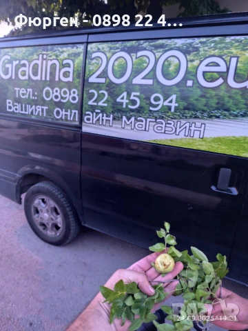 Хинап сорт „Ли“ (Li) ГИГАНСКИ В плододаваща възраст !!!, снимка 5 - Разсади - 37713586