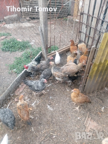 продавам ярки петлета , снимка 6 - Кокошки и пуйки - 51466732