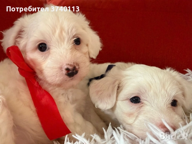 Китайско качулато куче (голо), снимка 11 - Други - 52849634